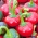 Πιπέρι "Koral" - εξαιρετικά ζεστή ποικιλία που παράγει στρογγυλά φρούτα με διακοσμητική αξία - 24 σπόρους - Capsicum L. - σπόροι