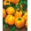 พริกไทย "Telimena" - ผลไม้สีเหลืองเข้มที่มีผนังหนาสำหรับการเพาะปลูกในอุโมงค์ - 85 เมล็ด - Capsicum L.