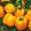 พริกไทย "Telimena" - ผลไม้สีเหลืองเข้มที่มีผนังหนาสำหรับการเพาะปลูกในอุโมงค์ - 85 เมล็ด - Capsicum L.