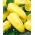 ペッパー「ズラタ」-黄色の甘い品種 - 