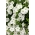 Pétunia híbrido - Cascada - blanco - 160 semillas - Petunia x hybrida pendula