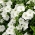Havepetunia - Cascada - hvid - 160 frø - Petunia x hybrida pendula