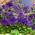 Havepetunia Grandiflora - blå - 80 frø - Petunia x hybrida