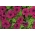 Petunia Grandiflora - vinröd - 80 frön - Petunia x hybrida