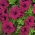 Вишнево-червона великоквіткова петунія - 80 насінин - Petunia x hybrida  - насіння