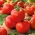 Tomat "Apis" - varietate de câmp cu fructe rotunde și ferme - 66 de semințe - Lycopersicon esculentum Mill 