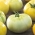 番茄“白牛排” - 白色品种 - Solanum lycopersicum  - 種子