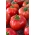 Tomato "Big League" - trpasličí odroda na pestovanie v poli a pod krytom - 15 semien - Lycopersicon esculentum Mill  - semená