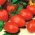 Tomate - Cencara F1 - estufa - Lycopersicon esculentum Mill  - sementes