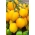 الطماطم الحقل "سيترينا" - مجموعة متنوعة طويلة مع الفاكهة على شكل الليمون - Lycopersicon esculentum Mill  - ابذرة