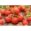 Tomat "Promyk" - soi de câmp - 225 semințe - Lycopersicon esculentum 
