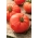 Tomat "Hector F1" - varietas kerdil untuk penanaman ladang dan tertutup - Lycopersicon esculentum Mill  - biji