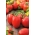 بذور الطماطم - حويصلة الليكوبرسيكون - 500 حبة - Solanum lycopersicum  - ابذرة
