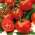עגבניות "Perkoz F1" - עבור חממה תחת גידול כיסוי - Solanum lycopersicum  - זרעים