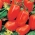 Tomat - Pikador - Lycopersicon esculentum - seemned