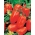 گوجه فرنگی "Pikador" - فیلمی، گلابی شکل، انواع بسیار گوشتی - Lycopersicon esculentum - دانه