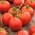 トマト "Szach"  - 定形果物を生産する畑の品種 - Lycopersicon esculentum Mill  - シーズ