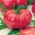 番茄“VP1 F1粉红王” - 温室，覆盆子类型 -  12粒种子 - Lycopersicon esculentum Mill  - 種子