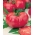 עגבניות "VP1 F1 F1 המלך ורוד" - חממה, מגוון פטל מגוון - 12 זרעים - Lycopersicon esculentum Mill 