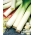 韭菜“男高音” - 越冬品种 - Allium ampeloprasum L. - 種子