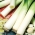 韭菜“男高音” - 越冬品种 - Allium ampeloprasum L. - 種子