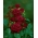 Storblomsteret rose - crimson - potteplante - 