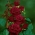 큰 꽃 장미-크림슨-화분 모종 - 