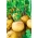 Turnip, butaș alb "Golden Ball" - 2500 de semințe - Brassica rapa subsp. Rapa