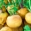 اللفت ، واللفت الأبيض "الكرة الذهبية" - 2500 بذور - Brassica rapa subsp. Rapa - ابذرة