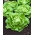 Zelena salata "Atena" - za uzgoj u stakleniku - 900 sjemenki - Lactuca sativa L. var. Capitata - sjemenke