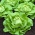 Zelena salata "Atena" - za uzgoj u stakleniku - 900 sjemenki - Lactuca sativa L. var. Capitata - sjemenke