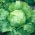 Ledena salata "Beata" - 900 sjemenki - Lactuca sativa L.  - sjemenke