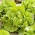 Зелена салата Воорбургу Сеед Тапе - Лацтуца сатива - Lactuca sativa L.  - семе