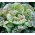 Hlávkový šalát "Sanguine Ameliore" - 900 semien - Lactuca sativa L. var. Capitata - semená