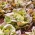 Salāti sviesta - Sanguine Ameliore - 900 sēklas - Lactuca sativa L. var. Capitata