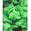 アイスバーグレタス "キャメロット"  - 大きく、遅く、バタビア型品種 -  450種子 - Lactuca sativa L.  - シーズ