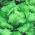 خس ايسبرغ "كاميلوت" - تشكيلة كبيرة ومتأخرة من نوع باتافيا - 450 بذرة - Lactuca sativa L.  - ابذرة