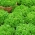 녹색 오크 leaved 양상추 "샐러드 그릇"- 945 종자 - Lactuca sativa var. foliosa  - 씨앗
