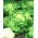 חסה "סרנה" - עלי ירוק חיוור - 900 זרעים - Lactuca sativa L. var. Capitata