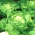 ผักกาดหอม Butterhead "Syrena" - ใบไม้สีเขียวอ่อน - 900 เมล็ด - Lactuca sativa L. var. Capitata
