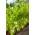 Celer "Goldgelber" - mesnat i aromatičan - 1300 sjemenki - Apium graveolens - sjemenke