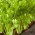 סלרי "גולדגלבר" - בשרני וארומטי - 1300 זרעים - Apium graveolens