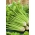 芹菜“Plein Blanc Pascal” - 生动的绿色，最适合汤 -  2600粒种子 - Apium graveolens - 種子