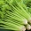 Целер "Гроене Пасцал" - живо зелен, најбоље за супе - 2600 семена - Apium graveolens