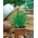 Svogūno galvutė -  Allium tuberosum - sėklos