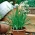 Česenski drobnjak - SEED DISC; orientalski česen, azijski drobnjak, kitajski drobnjak, kitajski por -  Allium tuberosum - semena