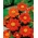 Raudona saulėgrąžų, Meksikos saulėgrąžų - 120 sėklų - Tithonia rotundifolia - sėklos
