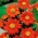 Červená slnečnica, mexická slnečnica - 120 semien - Tithonia rotundifolia - semená
