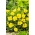 Onagra amarilla de Bigfruit, sundrop Ozark, onagra de Missouri - 6 semillas - Oenothera missouriensis