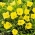 黄色Bigfruit月见草，欧扎克sundrop，密苏里晚樱草 -  6种子 - Oenothera missouriensis - 種子